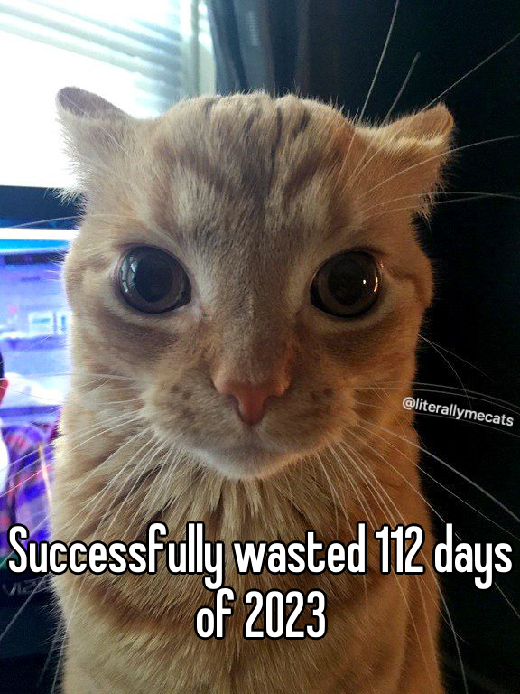LiterallyMeCats tweet media
