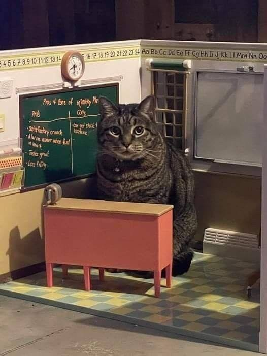 cats with jobs 🛠 tweet media