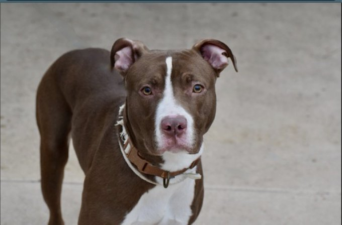 psychicwhisper3's tweet image. 🐾💔MAXWELL COFFEE☕️#NYCACC 
This 11 Month Old Pup Is An Absolute
Charmer He Is Playful🎾Affectionate🥰
Sensitive Caring Adorable Really💕
His Reserve Fell Through. Could He 
Have The🗝️To Your💖Now Go 
Ahead &amp;amp; Swoop Him Up #161402
He Is Re-Listed⏰4/25☠️
#Pledge4ResQ #Foster⬇️