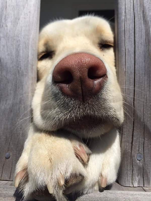 💖 (@twaniimals) on Twitter photo 