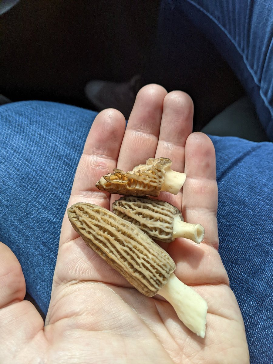 owlishkels's tweet photo. @cascademyco Serendipitously found some right outside my apartment! https://t.co/mDl5bRuD4T