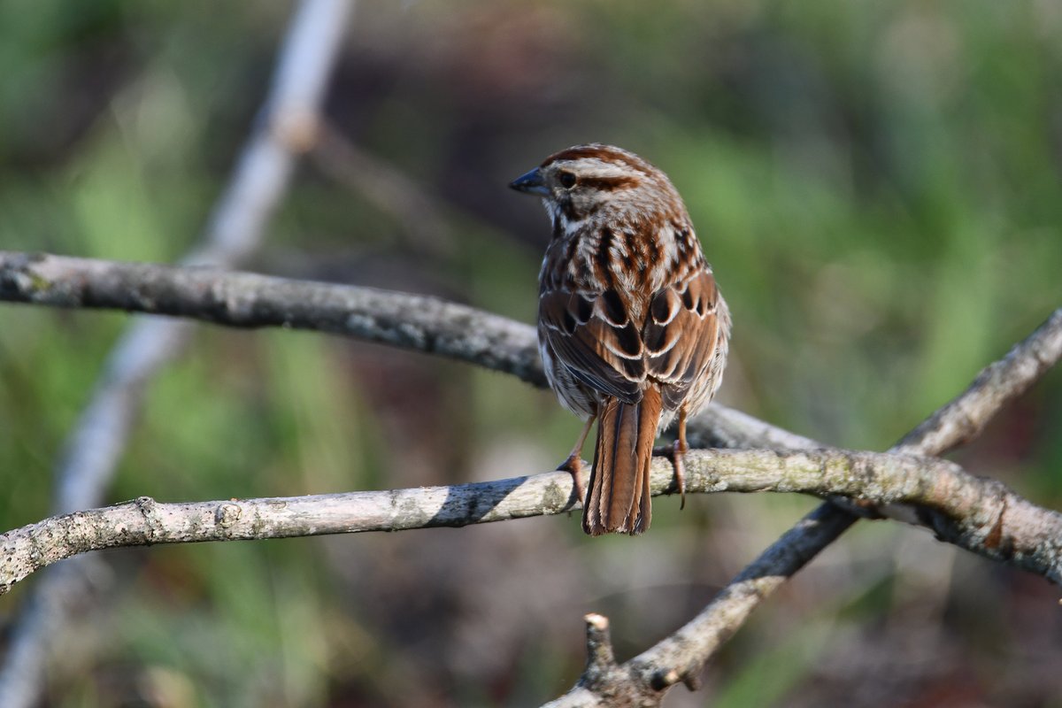 todaysbird's tweet image. Song sparrow.
(Photo by Anthony Schalk)
#BirdTwitter #SongSparrow #NaturePhotography #WillCountyWildlife