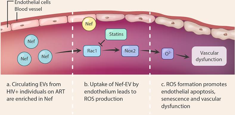 almagoch's tweet image. El ensayo #REPRIEVE fue terminando prematuramente, xq un análisis preliminar demostró claramente el beneficio de tratar con #estatinas (pravastatina) a pacientes &amp;gt; 40 años que viven con #VIH aunque no tengan alteración de los lípidos. 35% menos riesgo de eventos cardiovasculares!