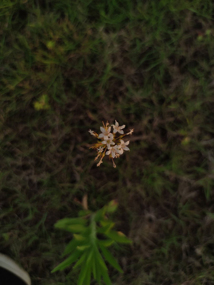 校园无名的小花