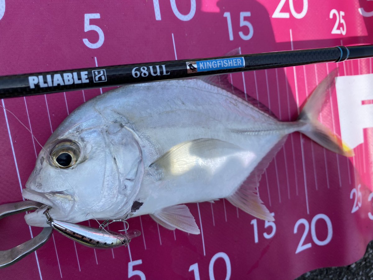 FIDELITY_TACKLE's tweet photo. おはようございます😆☀️
昨日はPLIABLE68UL🎣✨
よく曲がる‼️😍
#PLIABLE68ul
#azusams3 https://t.co/cGmNKV80EC