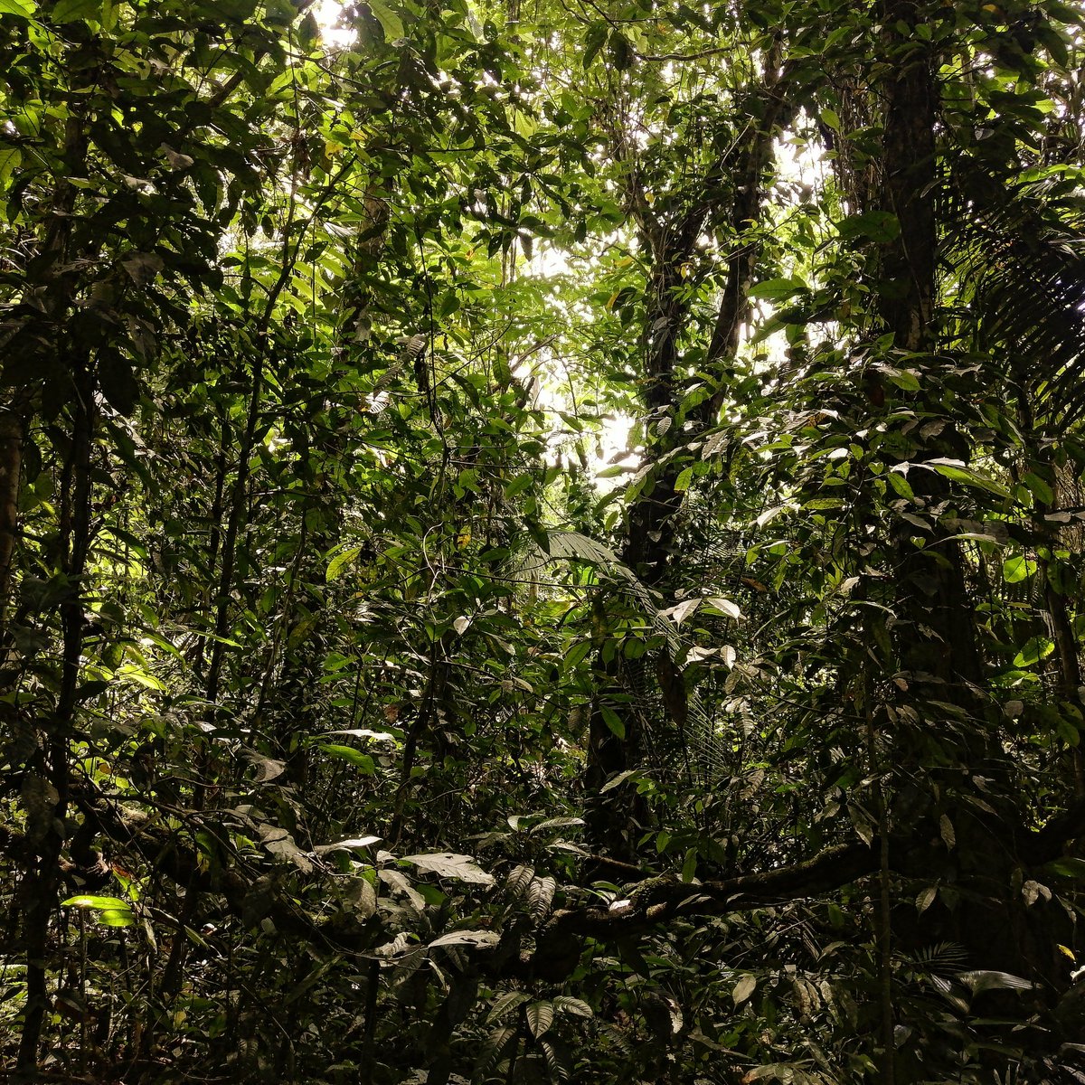 Los bosques secundarios son bosques en recuperación altamente frágiles ante el cambio de uso de suelo. Este #diadelatierra🌎 lamentamos el acelerado cambio de uso de suelo qué fragmenta los ecosistemas y nos hace más vulnerable ante el cambio climático #nohayplanetab⚠️