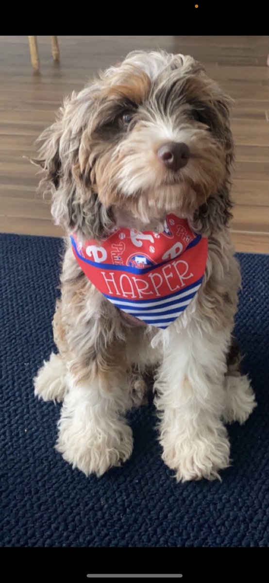 Brett Shapcott tweet media