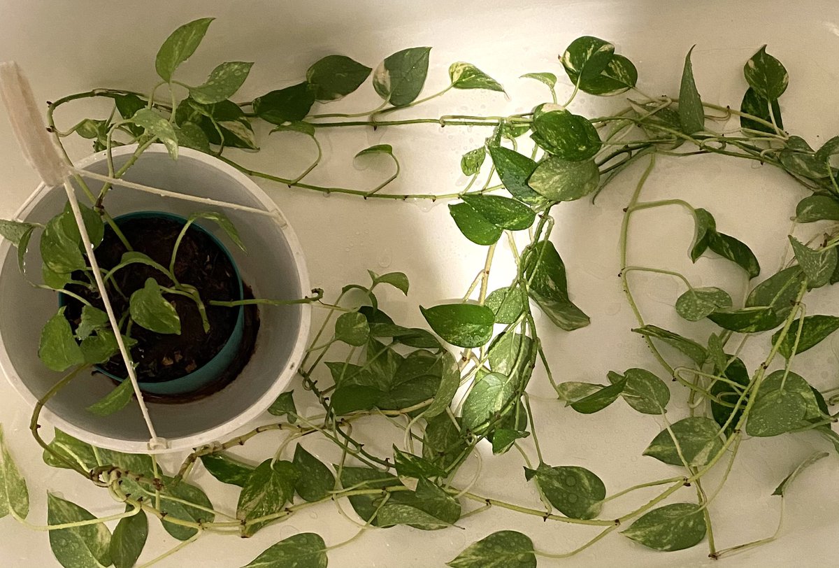 PjSelarom's tweet image. #EarthDay shower for my ivy.

In my #Jode series, abandoned Nixy Sama holds an ivy close to her, reminding her of her missing son, Ryl.

“Part 3: Ygl &amp;amp; the Dwarf,” reveals more of her story this coming July/August. 

Check out the first two #books:

PJSELAROM.COM