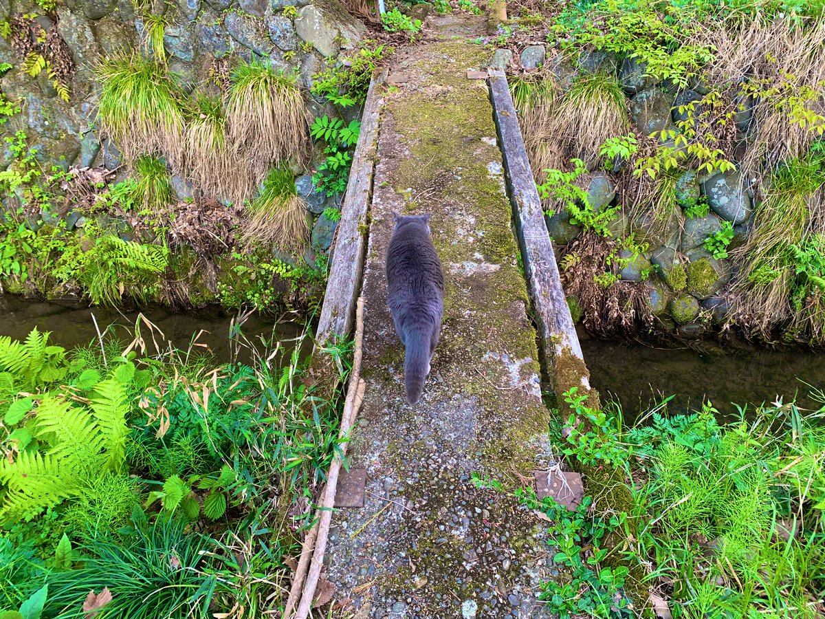 ぐりさんとお散歩🌿

葉っぱが青々としてきて
澄んだ水の流れがｷﾗｷﾗで。
ちょっとした時間で整う〜
息子に小言言ってしまったのを都合よく忘却😆

4/24(月)Open11:30-17:30
筍味噌クリームパスタたぶん終
（→山椒のパスタ）
🍋銀鮭照焼、ビーフカレー、珈琲もぜんぶ美味しいからポンシャenjoyでー