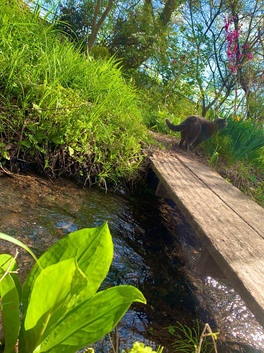 ittamue's tweet photo. ぐりさんとお散歩🌿

葉っぱが青々としてきて
澄んだ水の流れがｷﾗｷﾗで。
ちょっとした時間で整う〜
息子に小言言ってしまったのを都合よく忘却😆

4/24(月)Open11:30-17:30
筍味噌クリームパスタたぶん終
（→山椒のパスタ）
🍋銀鮭照焼、ビーフカレー、珈琲もぜんぶ美味しいからポンシャenjoyでー https://t.co/Kfp2xO6JPj