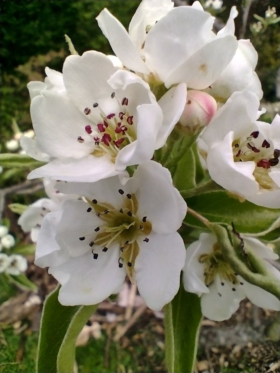 Pear blossom...must be Spring