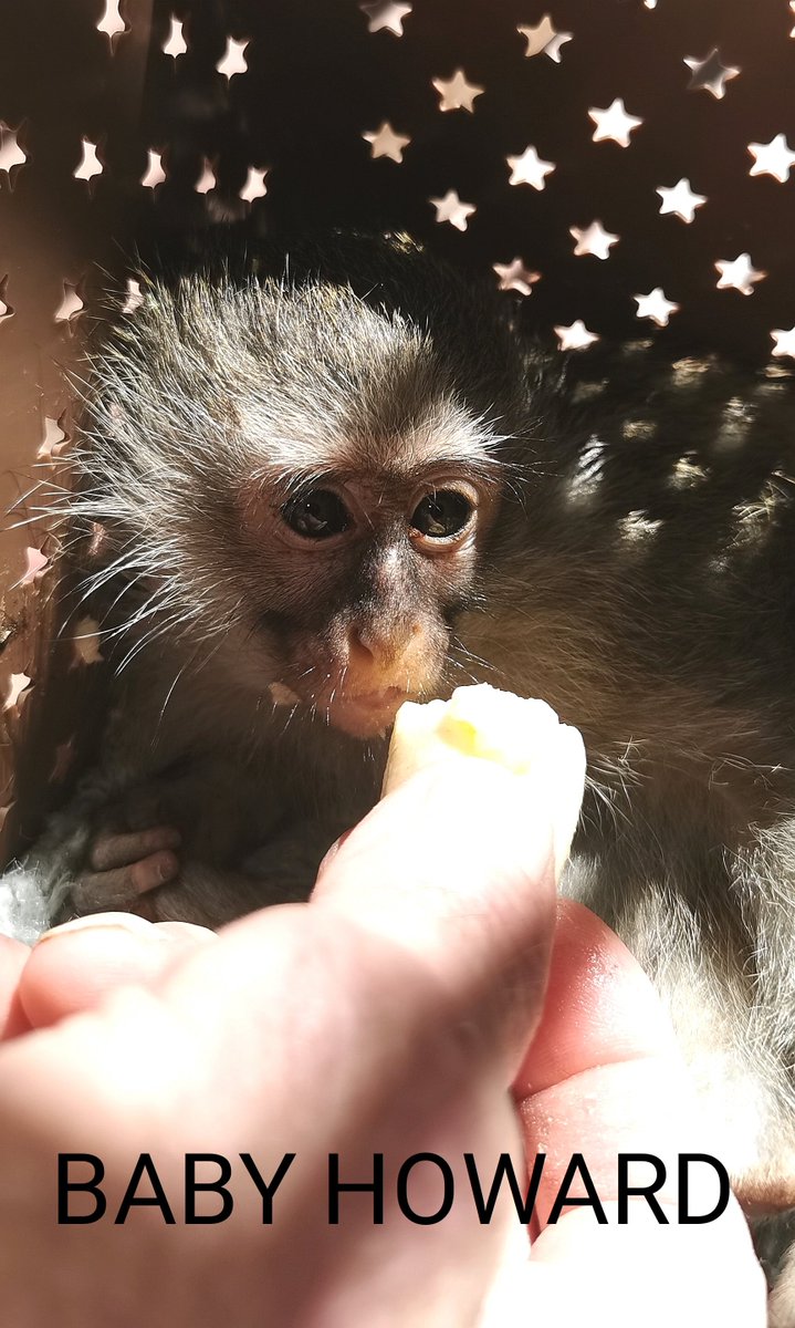Meet baby Howard. He has a deep laceration across his baby, an accidental bite from an adult male monkey. #notapet #monkeyhelpline #volunteer #volunteering  #volunteersmakeadifference  #volunteer #volunteerwork  #vervetmonkey  #vervetmonkeyrehabilitation