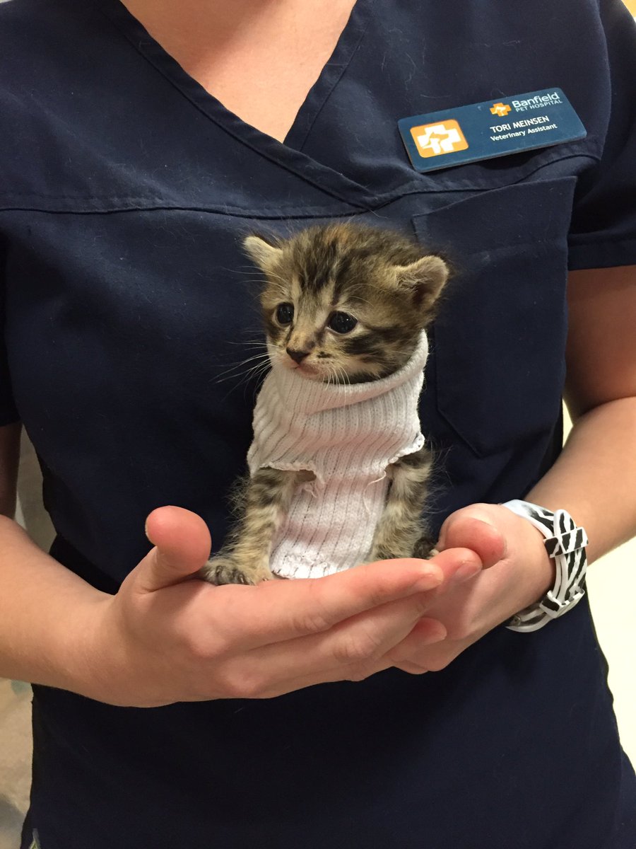 Why you should have a cat tweet media