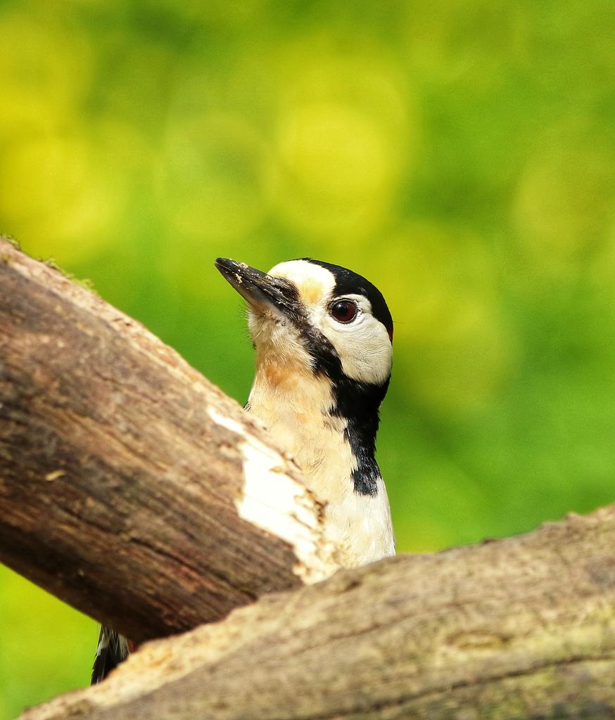 Davidnature22's tweet photo. Great Spotted Woodpecker at RSPB Swell wood ,Somerset

#rspb #bird #birding #Birdland #BirdsOfTwitter #birdphotography #BirdsSeenIn2023 #birdsadored #birdsofbritain #canon #sigma #nature #NaturePhotography #NatureBeauty #NatureBoy #NatureTwitter #NatureRepublic https://t.co/0hyeKAOV21