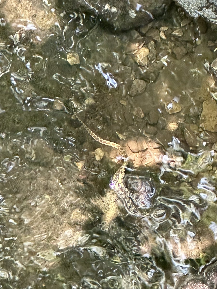 stevemac59's tweet photo. @tnwildlife hello. Wanted to let you know of potential cotton mouth in high traffic area where adults, children and pets walk quite often. I can meet someone to show exact if you want to attempt to catch and relocate  May have been a baby also but not certain. https://t.co/EyiWmoJUCA