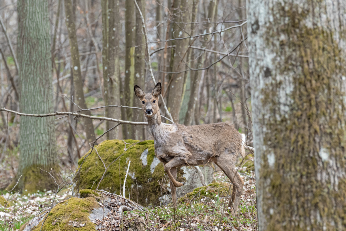 David Bertho tweet media