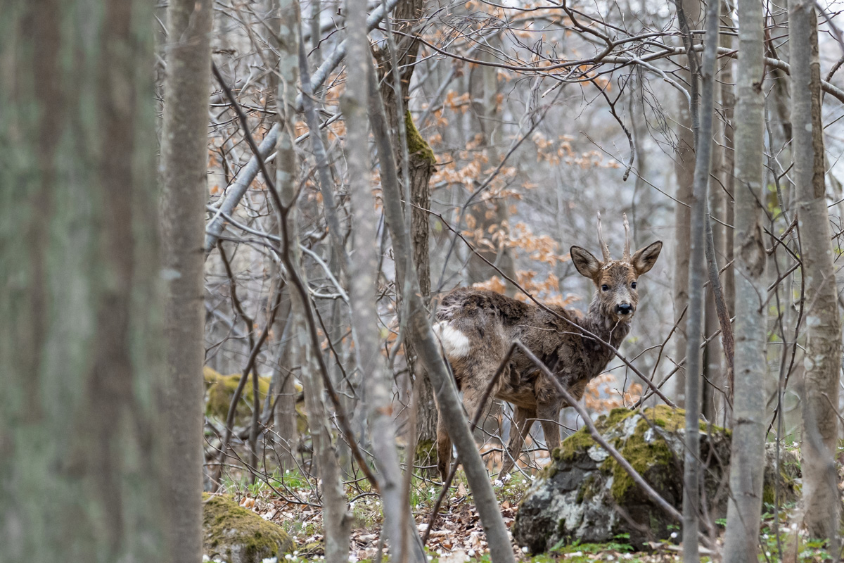 David Bertho tweet media