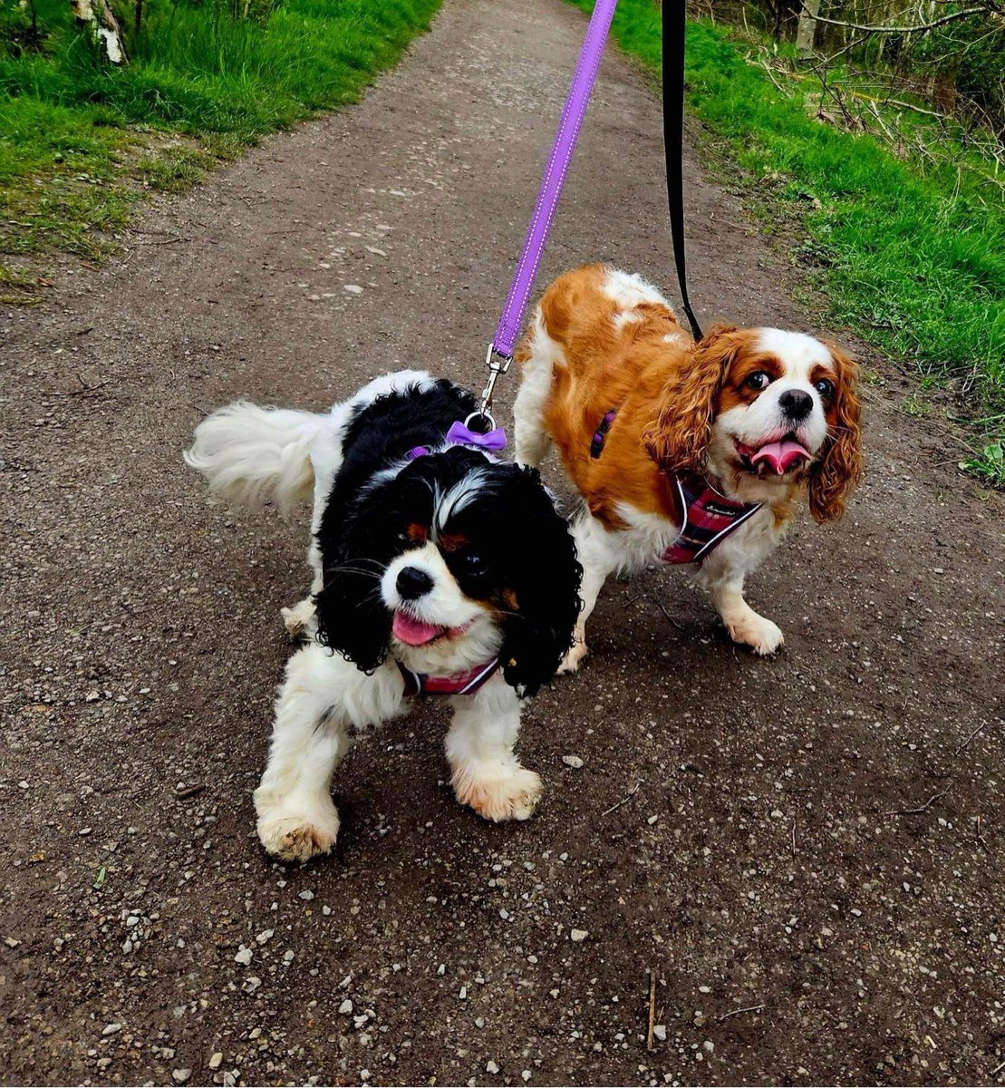 Tia and Jess have been for lovely long walkies today 🥰 

The girls are still waiting for their forever home to come along. They are both 7 years old and are looking for a home together. We have reduced their adoption fee. #cavpack could you help by giving this a RT please 🙏🏻