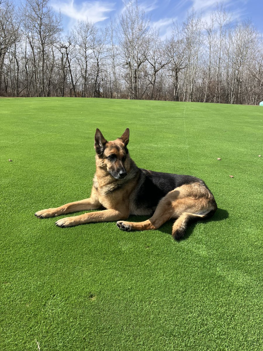 Tarps are coming off <a href="/rolling_greens1/">RollingGreenFairways</a> looking good #groundscrew I think our #coursemascot approves Hole #12 will soon be ready for your #holeinone attempts #unfiltered #summeriscoming