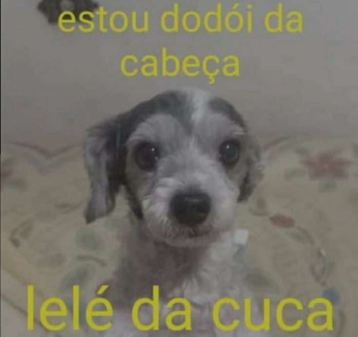 animais com frases aleatorias (@animaisfrases_) on Twitter photo 