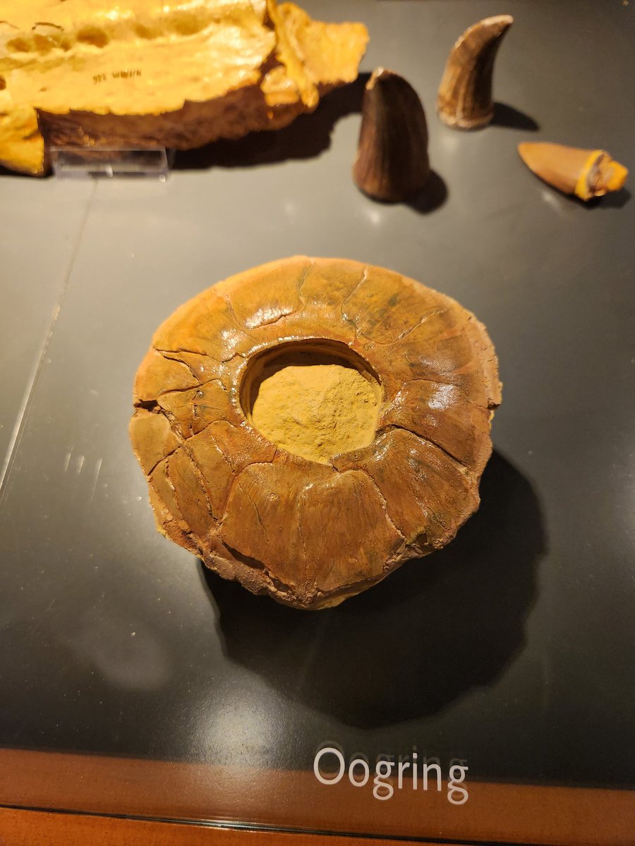 forbidden onion ring