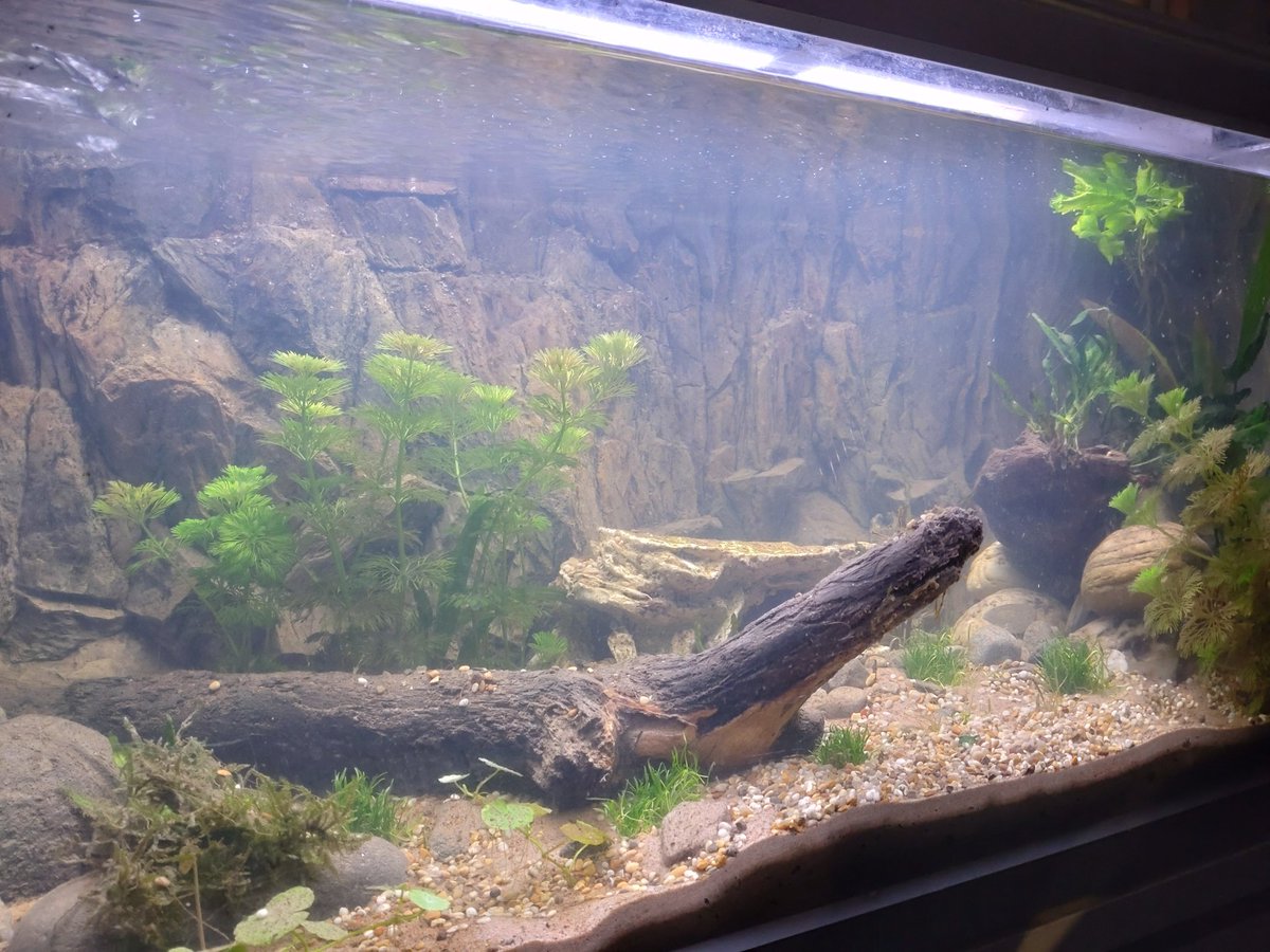 JHLillevik's tweet photo. Work in progress. #walstadmethod #aquascaping https://t.co/NMvChl3v2x