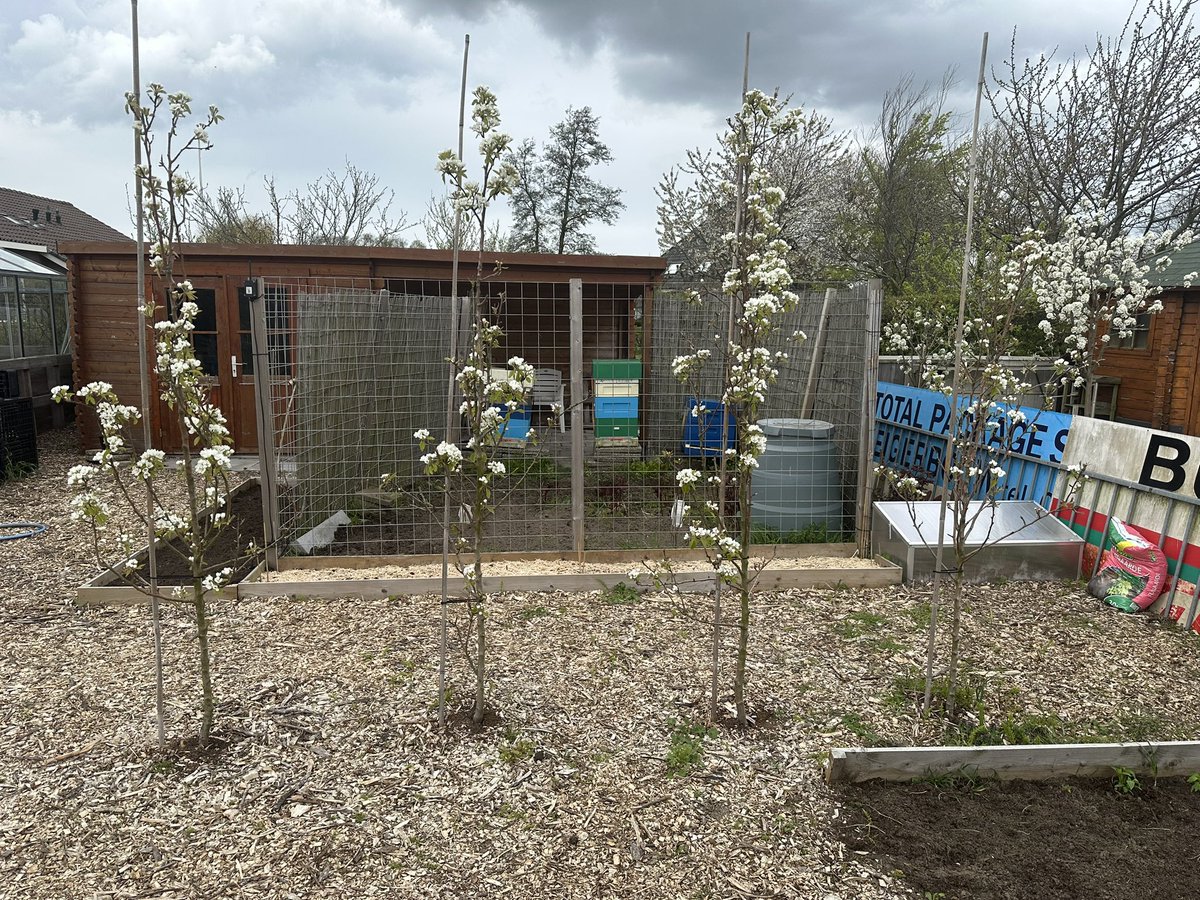EmielN's tweet photo. De perenbomen in de bloemen. Veel peren verwacht! https://t.co/0Wj9PlFo5p