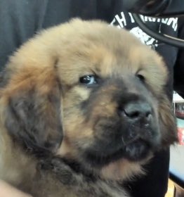 MrAustinShow's tweet photo. Oh no @hasanthehun new puppy is homophobic https://t.co/iI1hf9hMwk