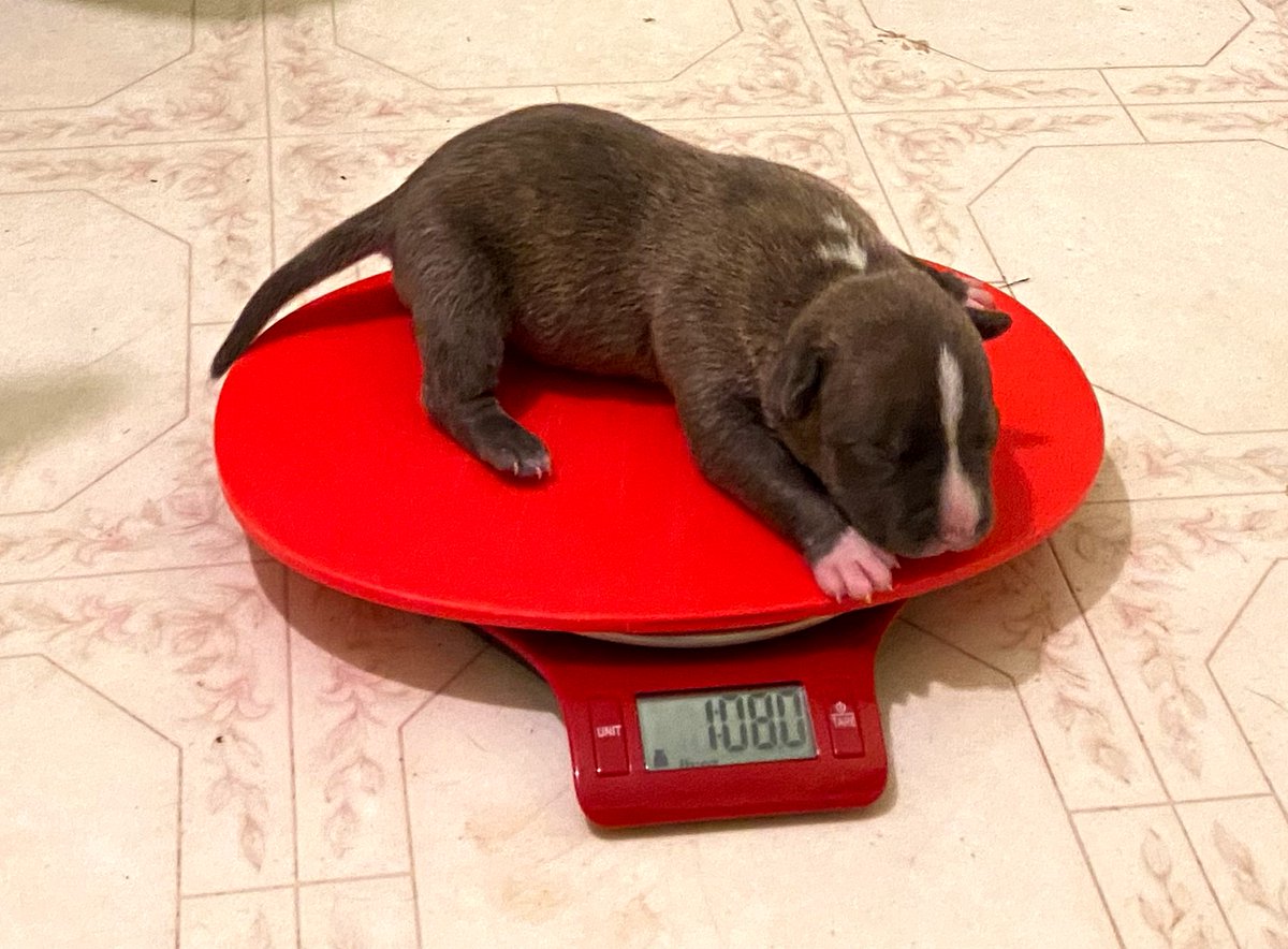 ABBreeder's tweet image. Blue Brindle Male
1 week old
1lb 8oz #gottyline #TheAbkc
