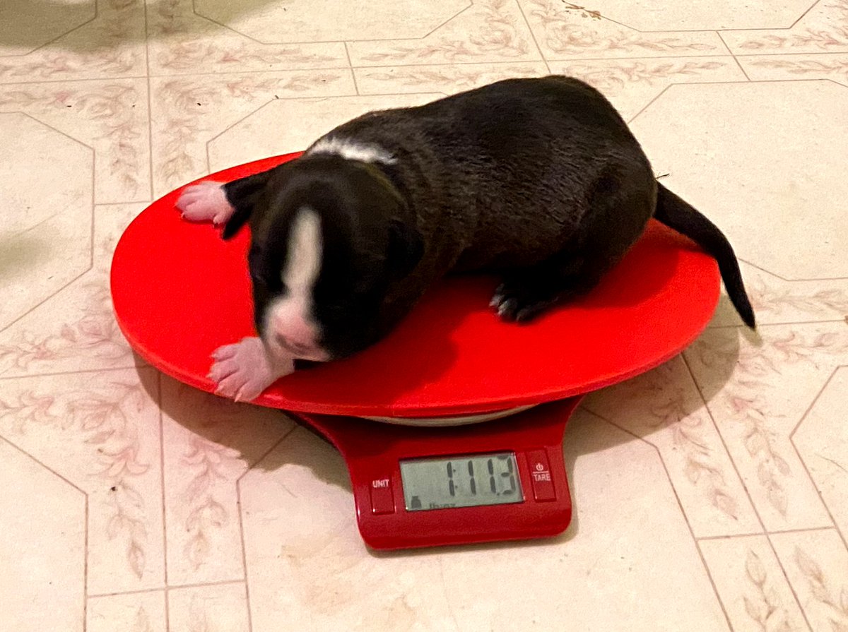 ABBreeder's tweet image. Black White Female
1 week old
1lb 11oz #gottyline #TheAbkc