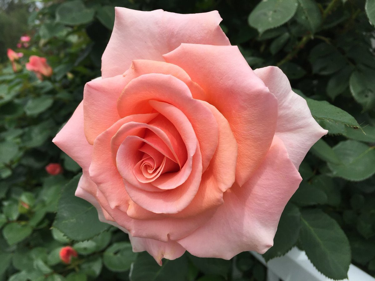 Happy #StGeorgesDay to all those in Canada, the United Kingdom, and across he Commonwealth🦁
'English-Canadians have two countries, one here and one across the sea.' ~ Wilfrid Laurier
(pictured: Knightly Order of St. George Canada, royal and national flags, 'Royal City' rose.)