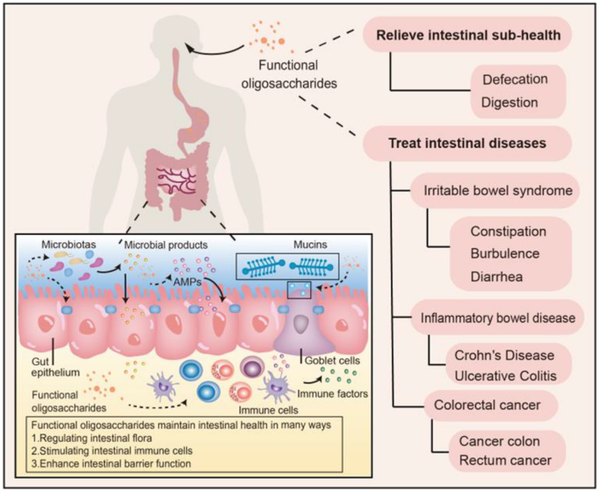 Molecules_MDPI's tweet photo. 📌#functionaloligosaccharides #gutmicrobiota #intestinalbarriers
New Publication “Recent Research and Application Prospect of Functional Oligosaccharides on Intestinal Disease Treatment”
By: Zhuo A. Wang, et al.
👉https://t.co/fAC0eiYDCS
#mdpimolecules #NewPublication https://t.co/NKglkOyWvg