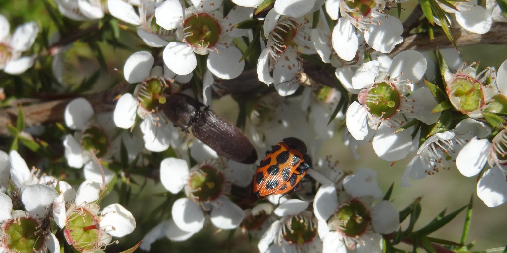How many insects can you spot on this Prickly Tea Tree?  
Planted at Devilbend Reservoir, Victoria, this species has high biodiversity values such as attracting nectar feeding insects and birds, and an ability to control erosion due to soil-binding fibrous roots. 
#ClimateHope