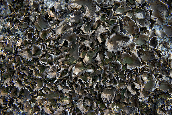 stephenkemms's tweet photo. New artwork for sale! - "Winter Lichen Print" - https://t.co/qU7iuJ7z5G @fineartamerica https://t.co/1Ud7kLgEWc
