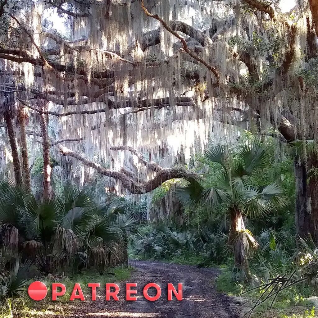 _JJAdventures_'s tweet photo. Make sure you head on over to Patreon to get your Jungle Jay Adventures digital downloads. Free to use for what ever you like. 
.
These images are of a typical Florida oak hammock with over hanging Spanish moss. The high resolution versions are available… https://t.co/8pgBbbVLY1 https://t.co/RcdGsKYYdw