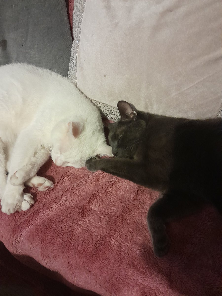 RoxayMidnight's tweet photo. My boys love each other so much #catlover #catlove #kittycuddles #cutepets #yinandyang https://t.co/2PlDgpqrlG