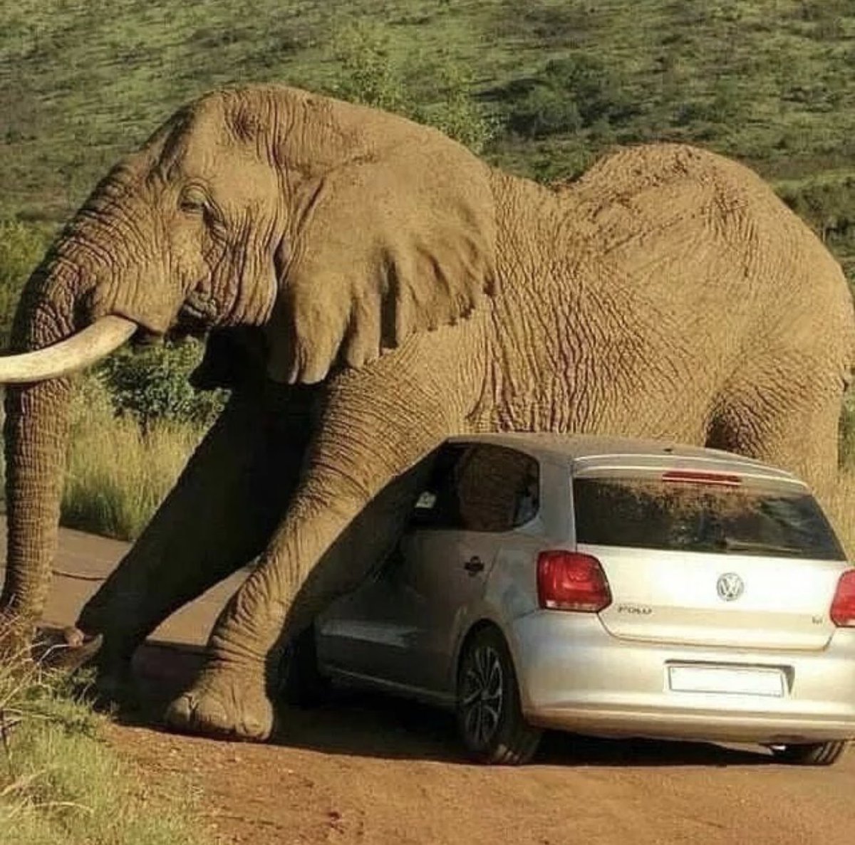 Zegdie's tweet photo. Lol This is one way to relax.🐘 https://t.co/UmKl16TzJC