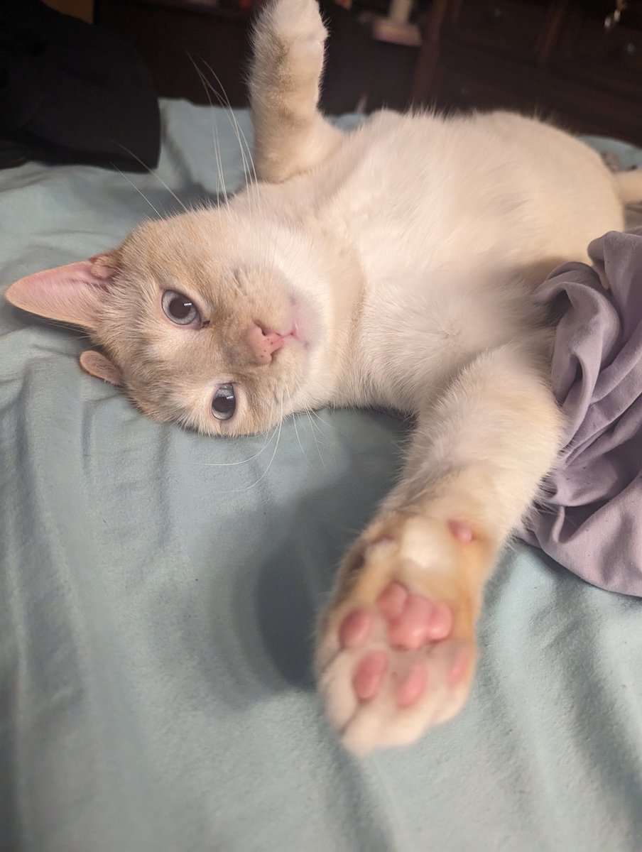 latkitten's tweet image. 🚨🚨🚨 CODE RED🚨🚨🚨 CRITICAL LEVELS OF BABY BOY REACHED ⚠️⚠️⚠️ REACTOR MELTDOWN IMMINENT ⚠️⚠️⚠️