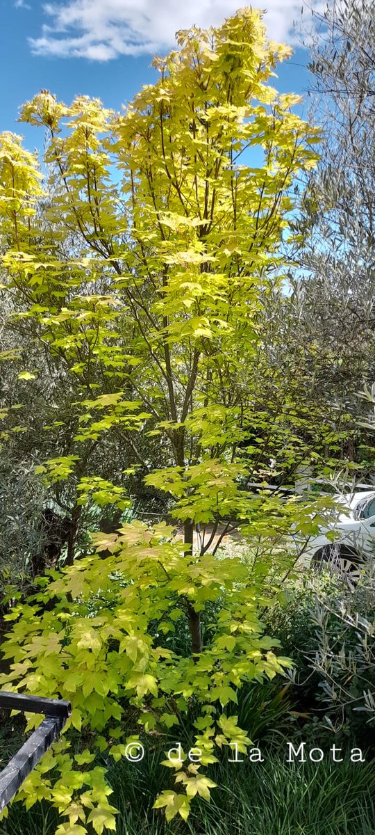 The Maple Society tweet media