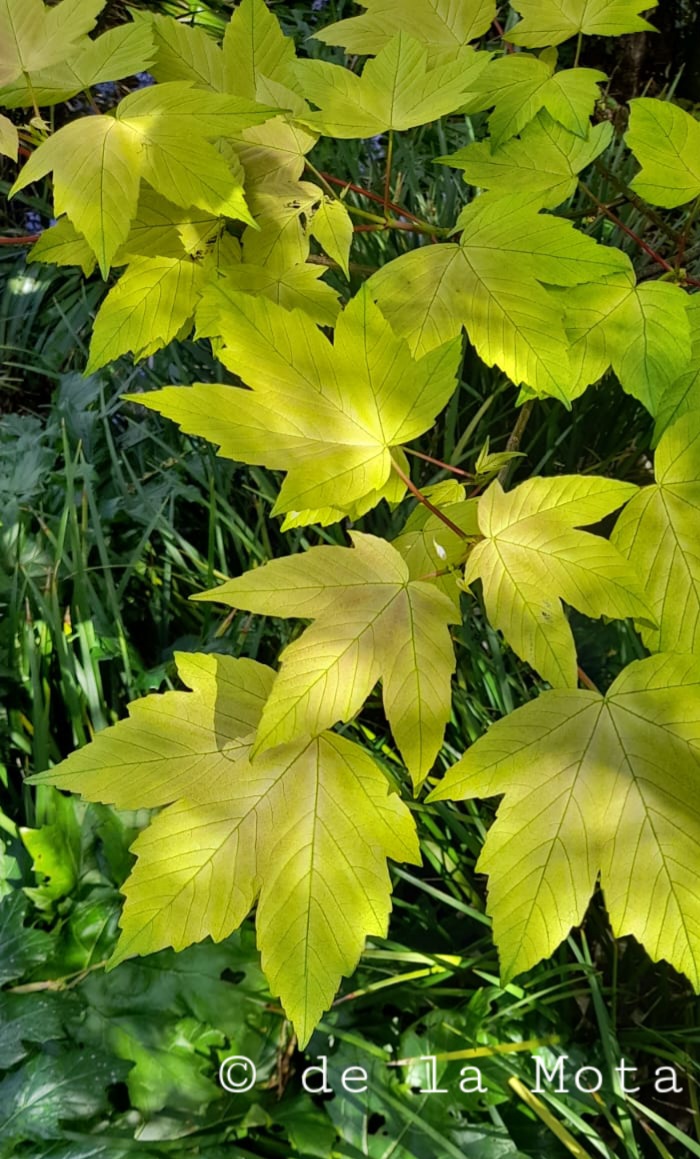 The Maple Society tweet media