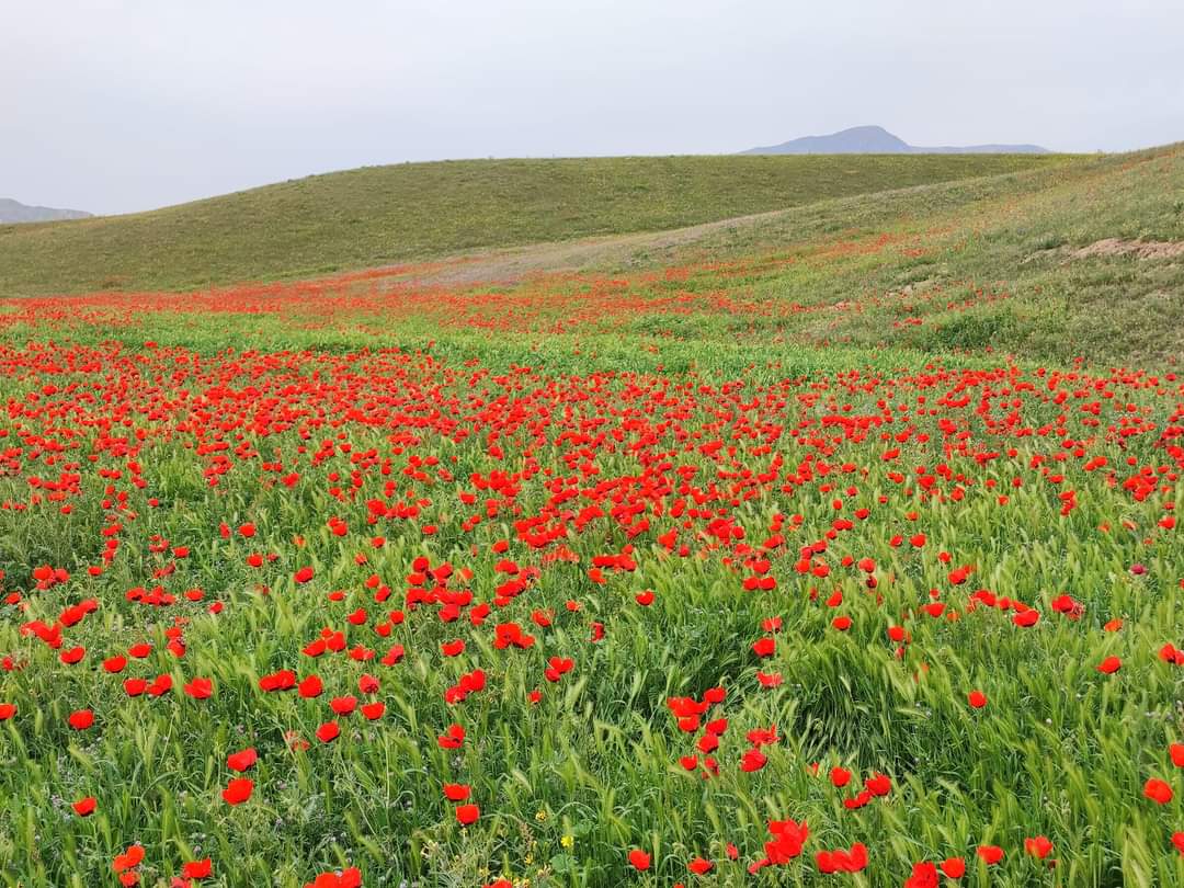 The beautifull hills of #Levakand city. Todays the hills of #Khatlon region are full of tulips.
#Tajikistan