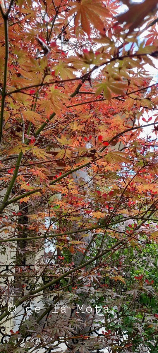 The Maple Society tweet media