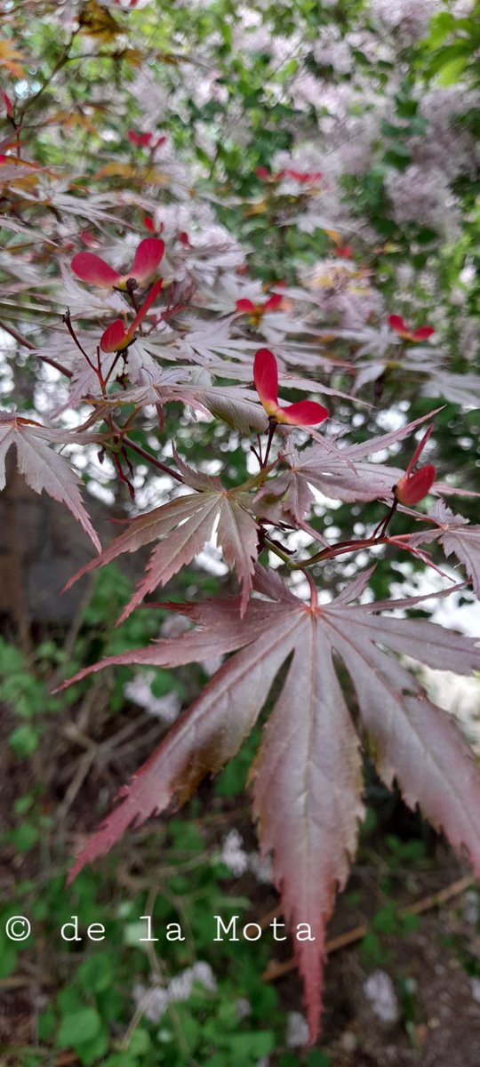 The Maple Society tweet media