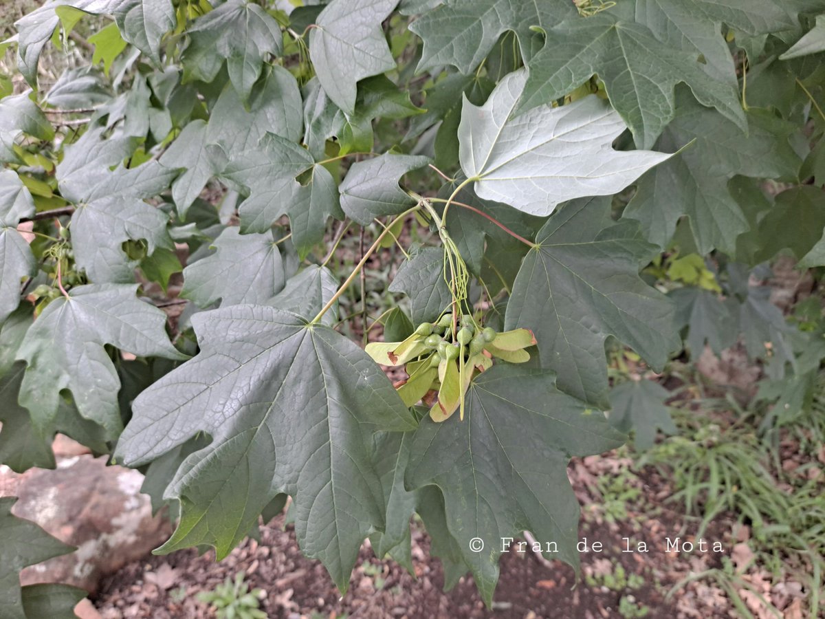 The Maple Society tweet media