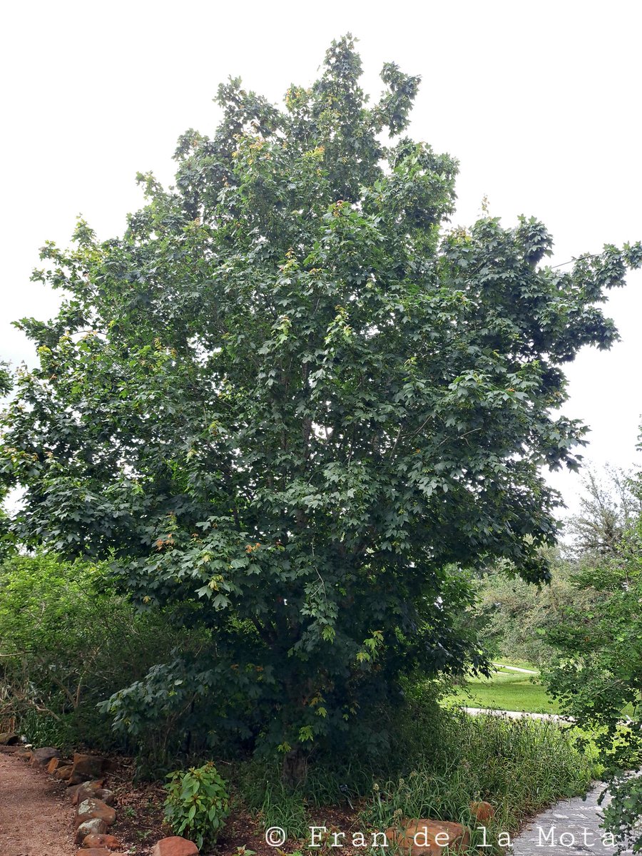 The Maple Society tweet media