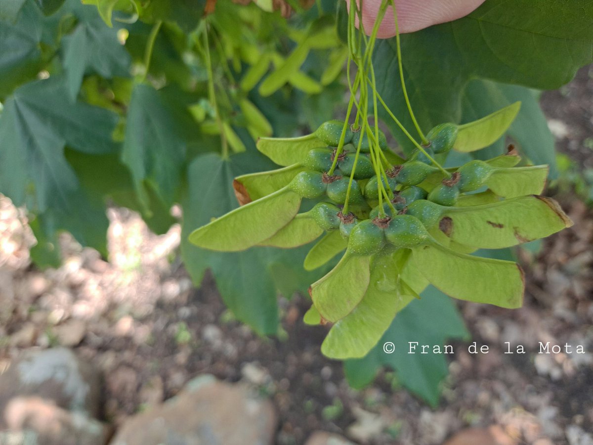 The Maple Society tweet media