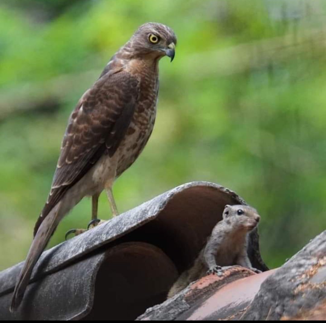 hbekaroglu's tweet image. #Sifteri #Atmaca #Mturi #NanaNena #Lazca