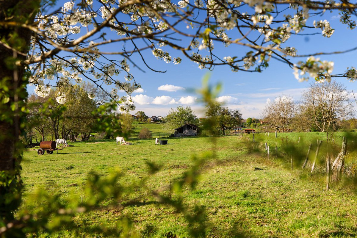 blogslowlife's tweet photo. Le paradis se trouve ici...dans le piémont pyrénéen au printemps 🌿 en Haute-Garonne. 💚
Une nature préservée, 🐦une explosion de couleurs, 🌸 de reliefs, un véritable bonheur au printemps
#tourismeHg #BaladeSympa
#HauteGaronne #destinationpyrenees #Pyrenees #magnifiquefrance https://t.co/F16H7GJLzT