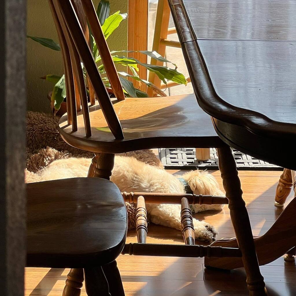 Katiebert58's tweet photo. Do what you have to, but find that sunbeam! #herecomesthesun #dogsofinstagram #bannerdog https://t.co/KX1gsgjruC https://t.co/iGU3IW0dLK