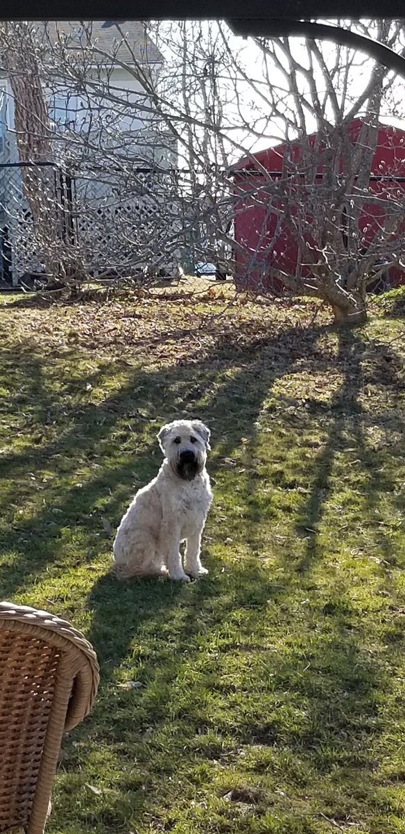 Finally! A nice, spring day to sit in the yard and watch the world go by. Hope y'all had a marvelous weekend! #DogsOfTwitter #SCWT #spring #Backyard #EarthDay2023